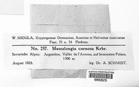 Massalongia carnosa image